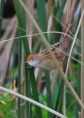 /album/galeria-de-fotos/boininha-spartonoica-maluroides-jpg/